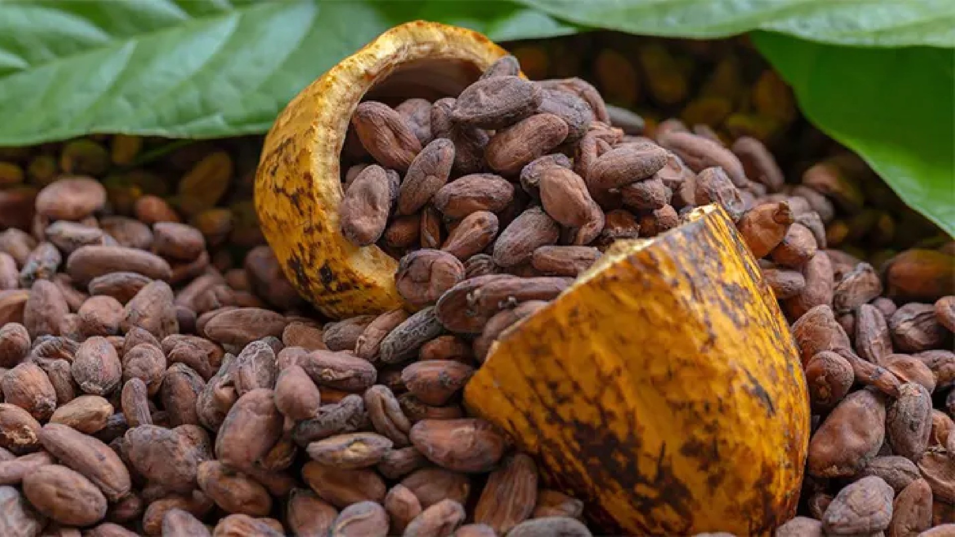 Cacao : baisse de 57 % du prix d’achat aux producteurs en Côte d’Ivoire